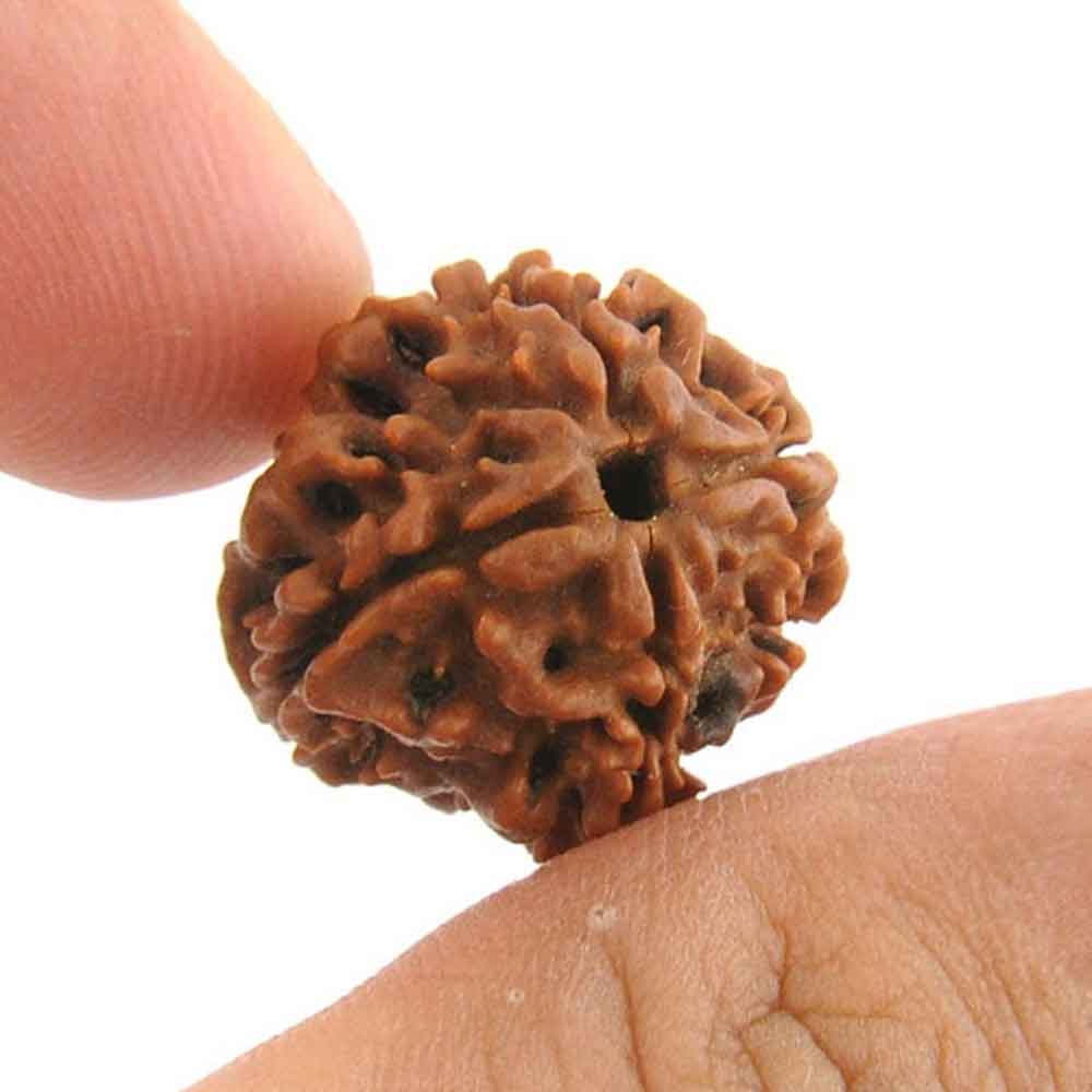 The Spiritual Significance of 4 Mukhi Rudraksha: What You Need to Know