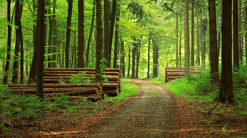The Importance of Forests and How to Protect Them Effectively