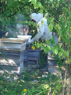 Paint Bee Hives for Better Hive Management: Here’s How